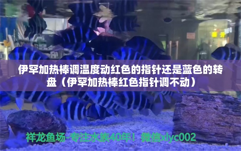 伊罕加热棒调温度动红色的指针还是蓝色的转盘（伊罕加热棒红色指针调不动）