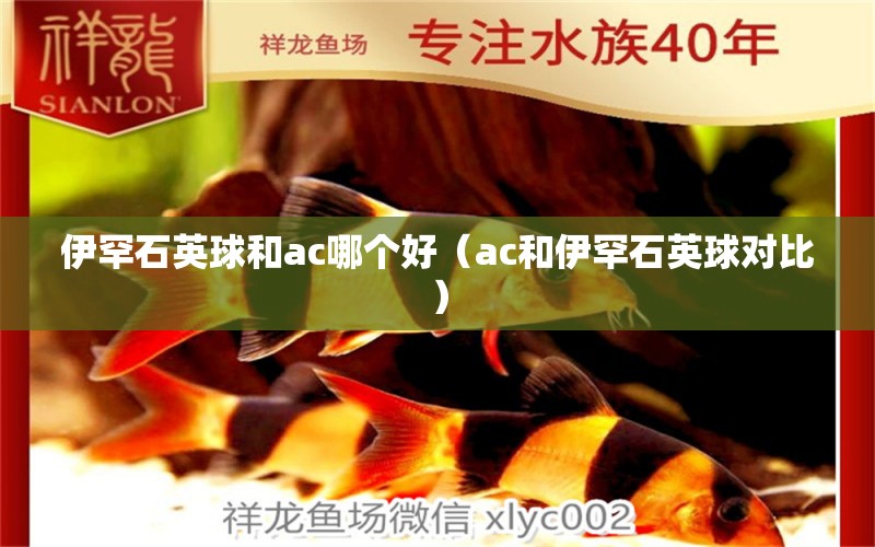 伊罕石英球和ac哪个好（ac和伊罕石英球对比）