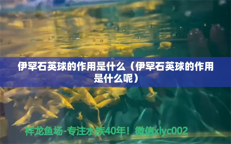 伊罕石英球的作用是什么（伊罕石英球的作用是什么呢）