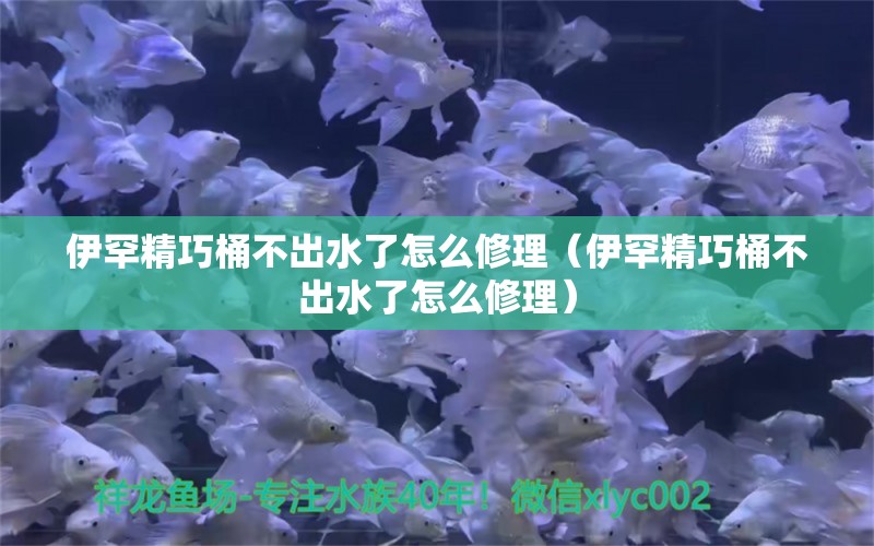 伊罕精巧桶不出水了怎么修理（伊罕精巧桶不出水了怎么修理） 伊罕水族