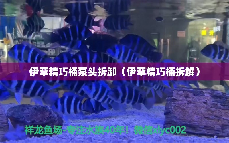 伊罕精巧桶泵头拆卸（伊罕精巧桶拆解） 伊罕水族