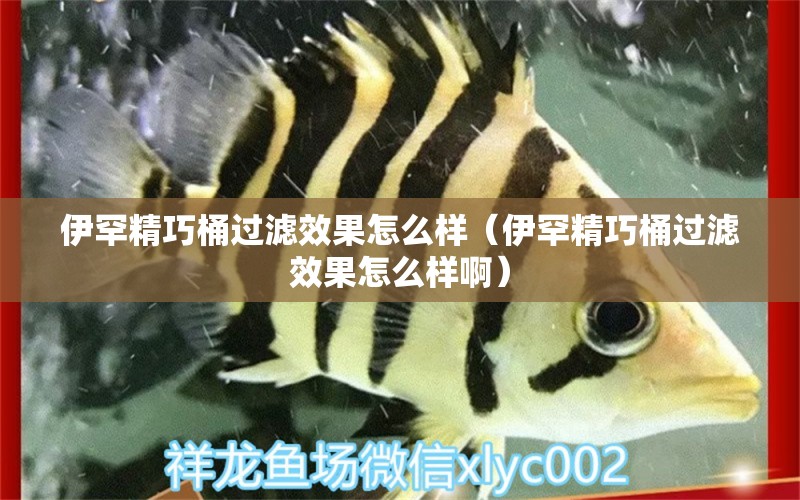 伊罕精巧桶过滤效果怎么样（伊罕精巧桶过滤效果怎么样啊） 伊罕水族