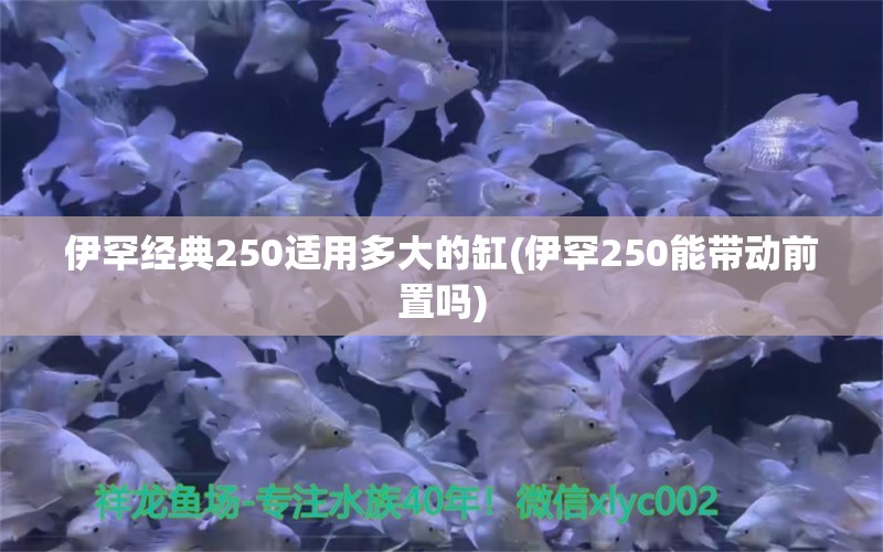 伊罕经典250适用多大的缸(伊罕250能带动前置吗) 伊罕水族 第1张