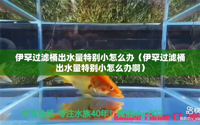 伊罕过滤桶出水量特别小怎么办（伊罕过滤桶出水量特别小怎么办啊）