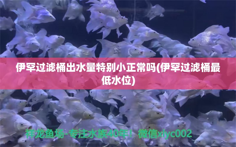 伊罕过滤桶出水量特别小正常吗(伊罕过滤桶最低水位) 伊罕水族