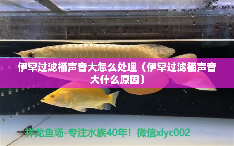 伊罕过滤桶声音大怎么处理（伊罕过滤桶声音大什么原因）