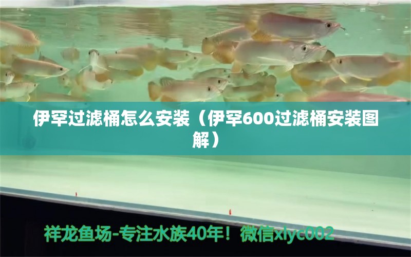 伊罕过滤桶怎么安装（伊罕600过滤桶安装图解） 伊罕水族