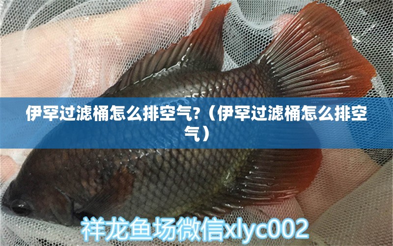 伊罕过滤桶怎么排空气?（伊罕过滤桶怎么排空气）