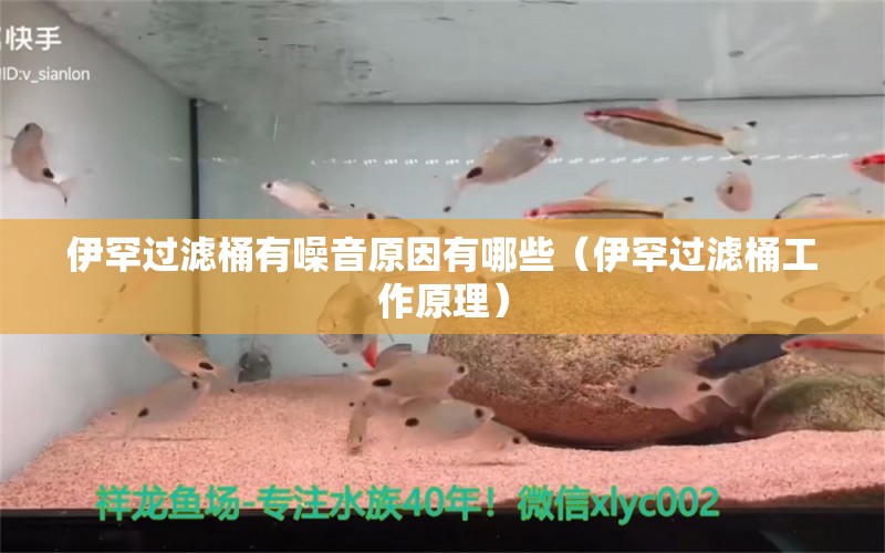 伊罕过滤桶有噪音原因有哪些（伊罕过滤桶工作原理） 观赏鱼企业目录