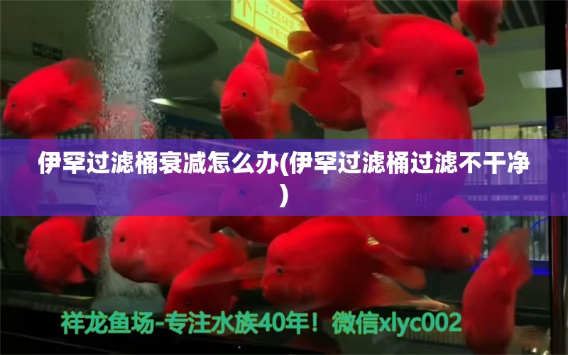 伊罕过滤桶衰减怎么办(伊罕过滤桶过滤不干净) 伊罕水族 第1张