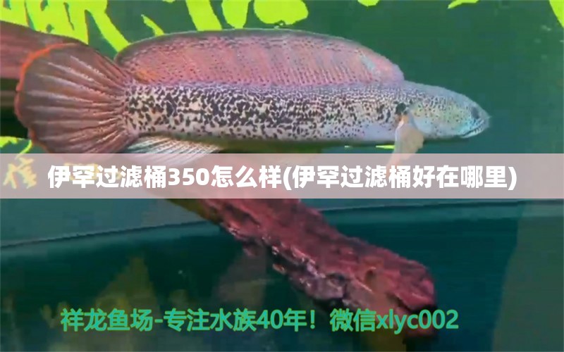 伊罕过滤桶350怎么样(伊罕过滤桶好在哪里)