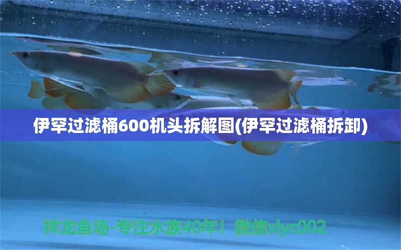 伊罕过滤桶600机头拆解图(伊罕过滤桶拆卸)