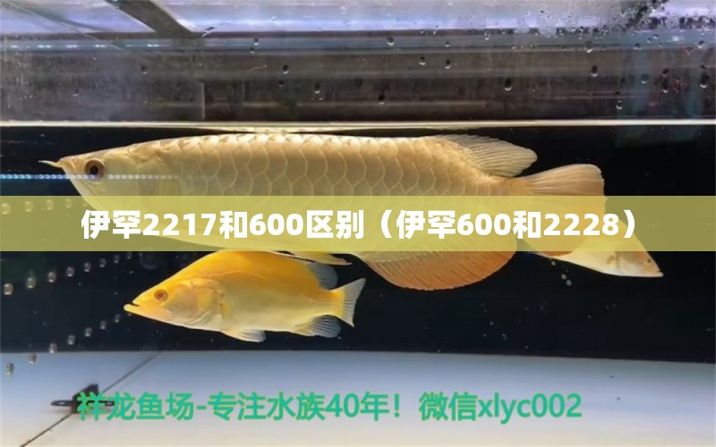 伊罕2217和600区别（伊罕600和2228）