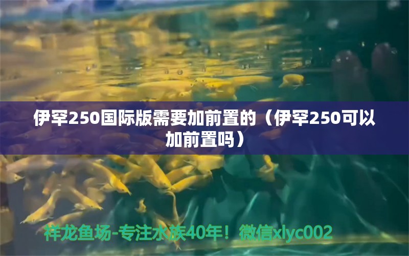 伊罕250国际版需要加前置的（伊罕250可以加前置吗） 伊罕水族