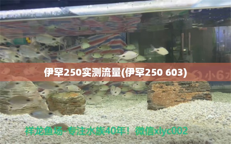 伊罕250实测流量(伊罕250+603)