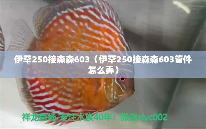 伊罕250接森森603（伊罕250接森森603管件怎么弄）