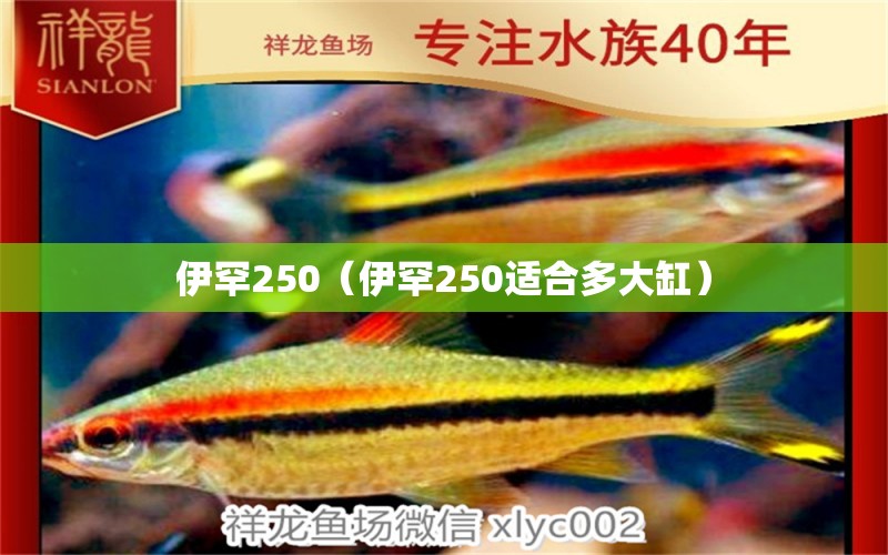 伊罕250（伊罕250适合多大缸）