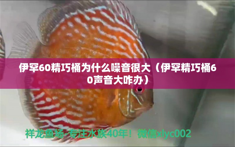 伊罕60精巧桶为什么噪音很大（伊罕精巧桶60声音大咋办） 伊罕水族