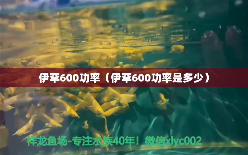 伊罕600功率（伊罕600功率是多少）