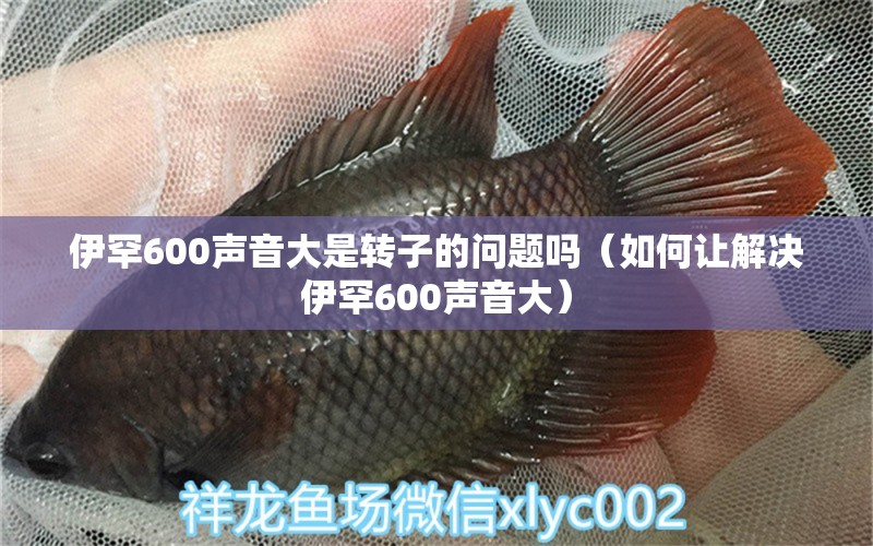 伊罕600声音大是转子的问题吗（如何让解决伊罕600声音大）