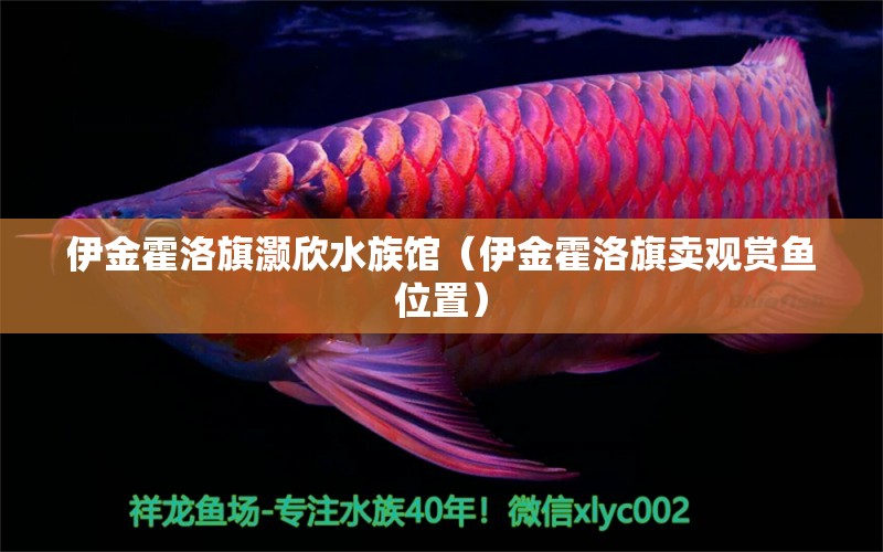 伊金霍洛旗灏欣水族馆（伊金霍洛旗卖观赏鱼位置）