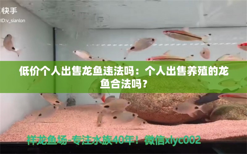 低价个人出售龙鱼违法吗：个人出售养殖的龙鱼合法吗？ 水族问答 第2张