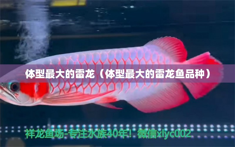体型最大的雷龙（体型最大的雷龙鱼品种） 广州龙鱼批发市场
