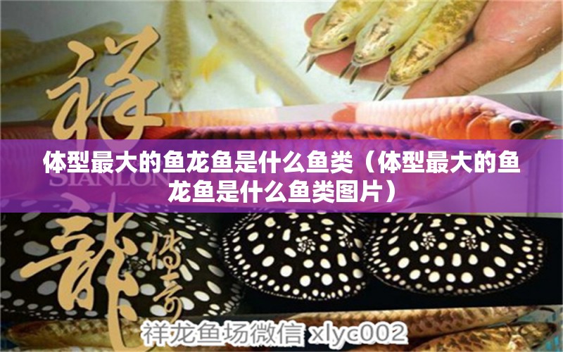 体型最大的鱼龙鱼是什么鱼类（体型最大的鱼龙鱼是什么鱼类图片） 广州龙鱼批发市场