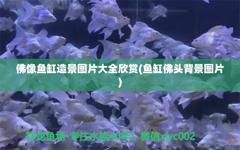 佛像鱼缸造景图片大全欣赏(鱼缸佛头背景图片) 黄金斑马鱼