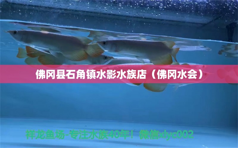 佛冈县石角镇水影水族店（佛冈水会） 全国水族馆企业名录