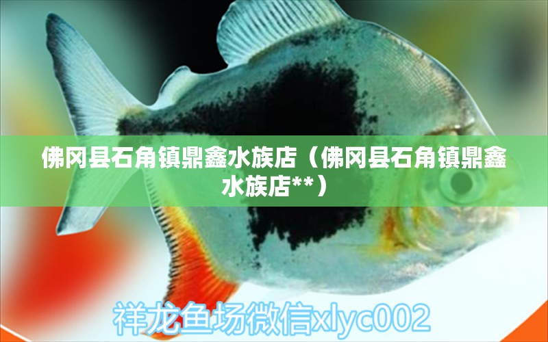 佛冈县石角镇鼎鑫水族店（佛冈县石角镇鼎鑫水族店**）