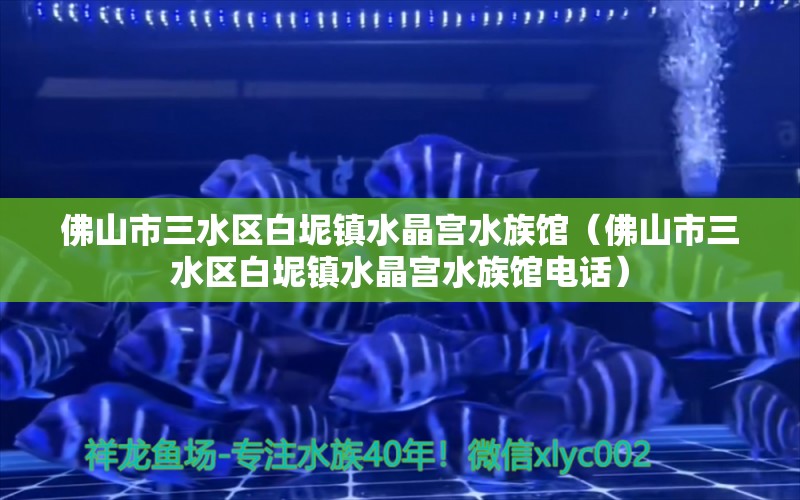 佛山市三水区白坭镇水晶宫水族馆（佛山市三水区白坭镇水晶宫水族馆电话）