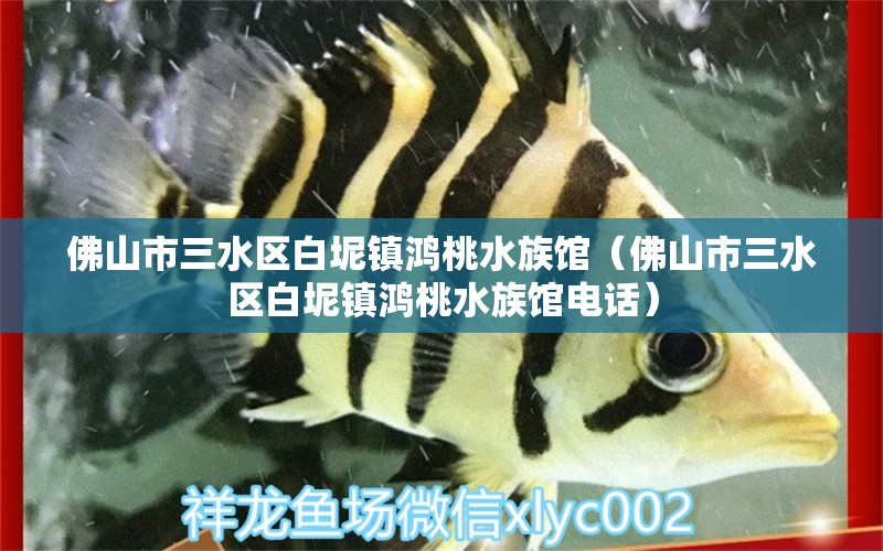 佛山市三水区白坭镇鸿桃水族馆（佛山市三水区白坭镇鸿桃水族馆电话） 全国水族馆企业名录