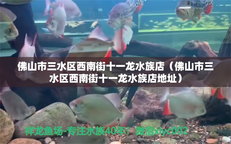 佛山市三水区西南街十一龙水族店（佛山市三水区西南街十一龙水族店地址） 全国水族馆企业名录