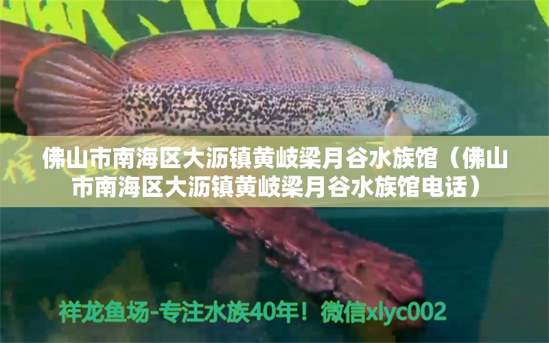 佛山市南海区大沥镇黄岐梁月谷水族馆（佛山市南海区大沥镇黄岐梁月谷水族馆电话）