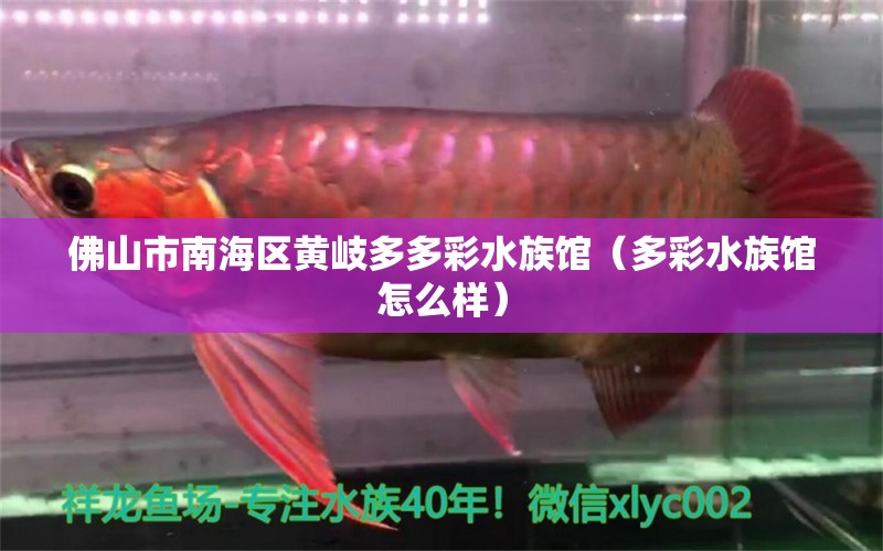 佛山市南海区黄岐多多彩水族馆（多彩水族馆怎么样） 全国水族馆企业名录