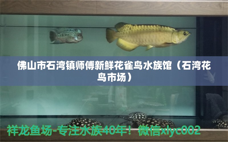 佛山市石湾镇师傅新鲜花雀鸟水族馆（石湾花鸟市场） 全国水族馆企业名录