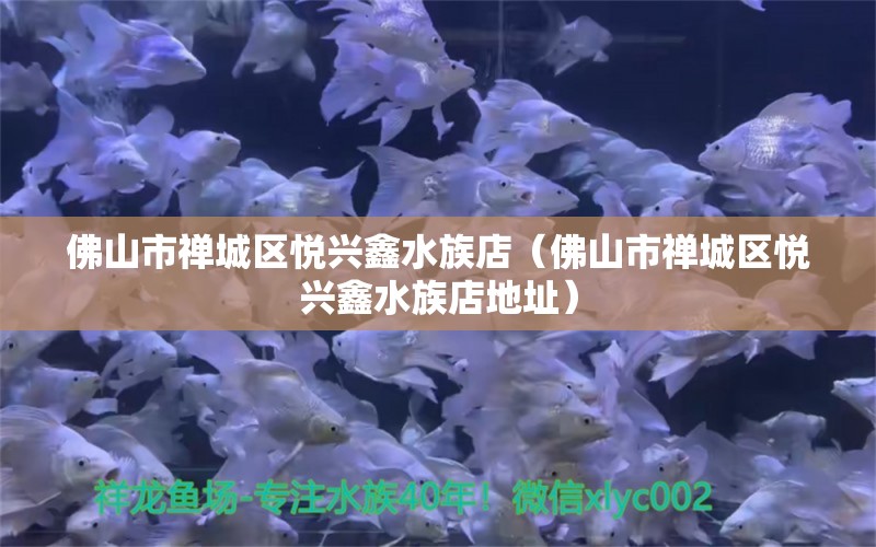 佛山市禅城区悦兴鑫水族店（佛山市禅城区悦兴鑫水族店地址） 全国水族馆企业名录