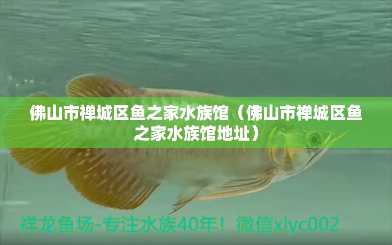 佛山市禅城区鱼之家水族馆（佛山市禅城区鱼之家水族馆地址）