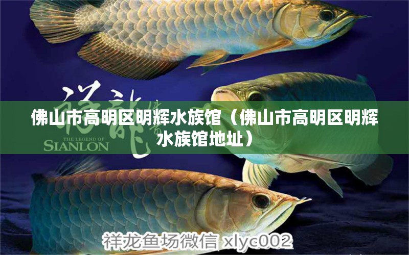 佛山市高明区明辉水族馆（佛山市高明区明辉水族馆地址）