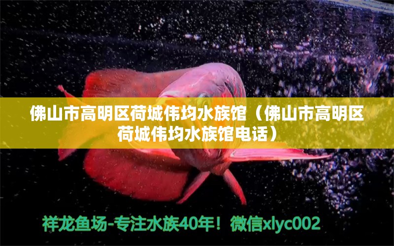 佛山市高明区荷城伟均水族馆（佛山市高明区荷城伟均水族馆电话） 全国水族馆企业名录