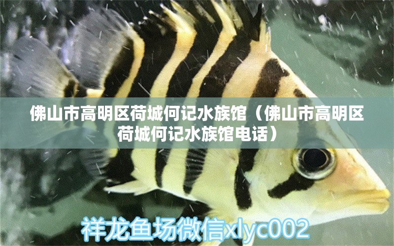 佛山市高明区荷城何记水族馆（佛山市高明区荷城何记水族馆电话）