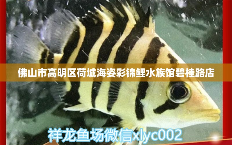 佛山市高明区荷城海姿彩锦鲤水族馆碧桂路店 全国水族馆企业名录