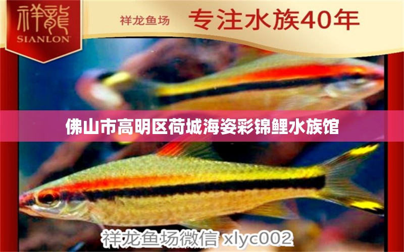 佛山市高明区荷城海姿彩锦鲤水族馆