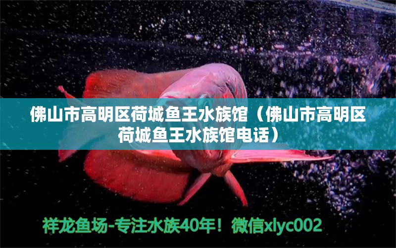 佛山市高明区荷城鱼王水族馆（佛山市高明区荷城鱼王水族馆电话）