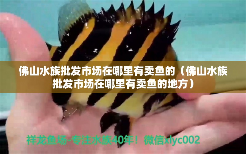 佛山水族批发市场在哪里有卖鱼的（佛山水族批发市场在哪里有卖鱼的地方）