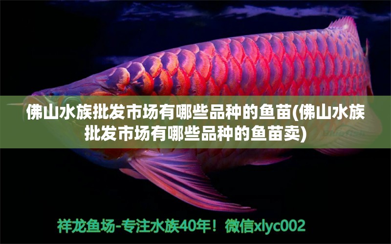 佛山水族批发市场有哪些品种的鱼苗(佛山水族批发市场有哪些品种的鱼苗卖) 观赏鱼水族批发市场