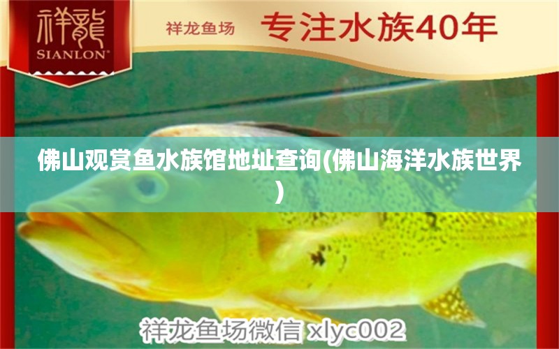 佛山观赏鱼水族馆地址查询(佛山海洋水族世界) 古典过背金龙鱼