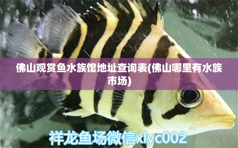 佛山观赏鱼水族馆地址查询表(佛山哪里有水族市场) 细线银版鱼