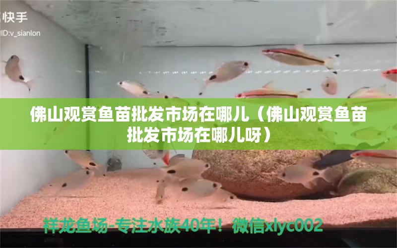 佛山观赏鱼苗批发市场在哪儿（佛山观赏鱼苗批发市场在哪儿呀） 其他益生菌 第2张